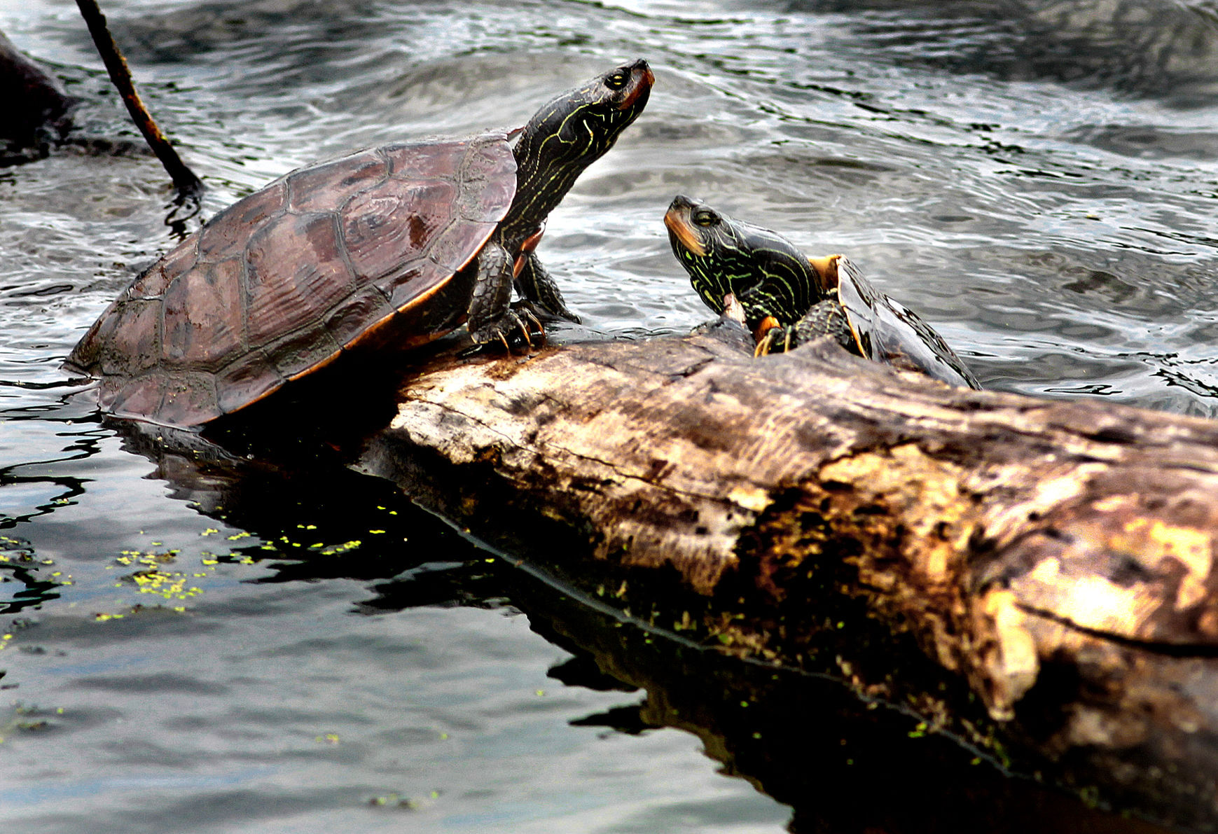 Wildlife in the La Crosse River marsh